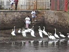 An unusually large group of swans at Starcross, seen from the ferry jetty just after we disembarked